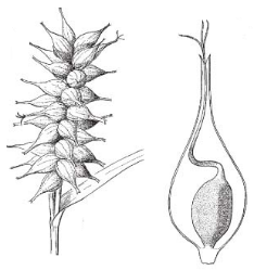 Pseudoanthecium